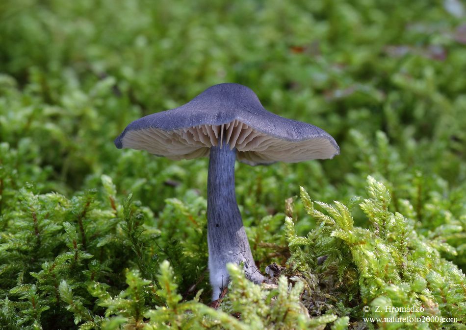 Závojenka lesklá, Entoloma nitidum (Houby, Fungi)